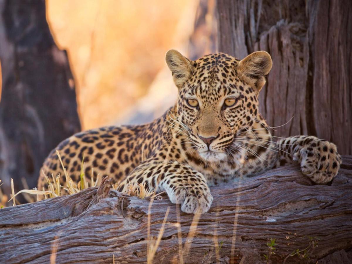 Imagine Africa Luxury Tented Camp Balule Game Reserve Bagian luar foto