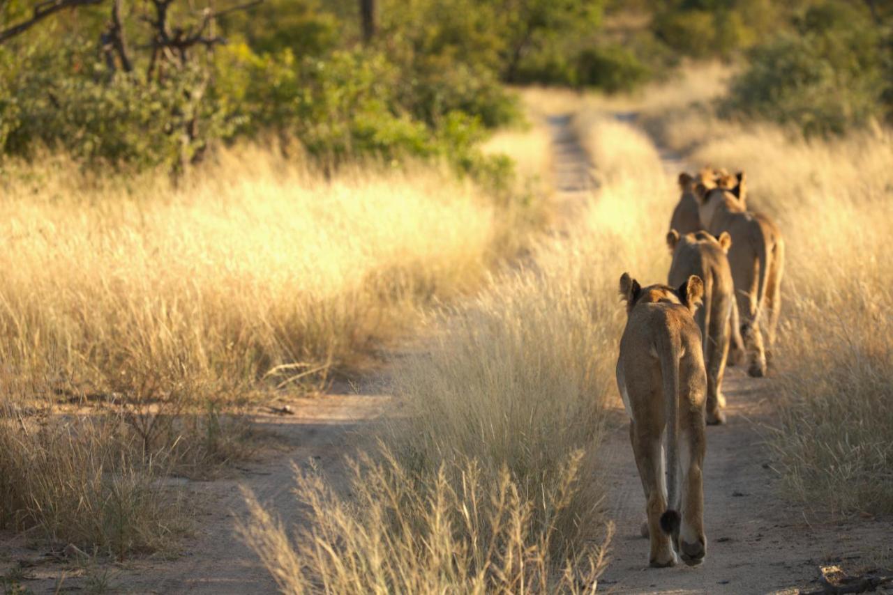 Imagine Africa Luxury Tented Camp Balule Game Reserve Bagian luar foto