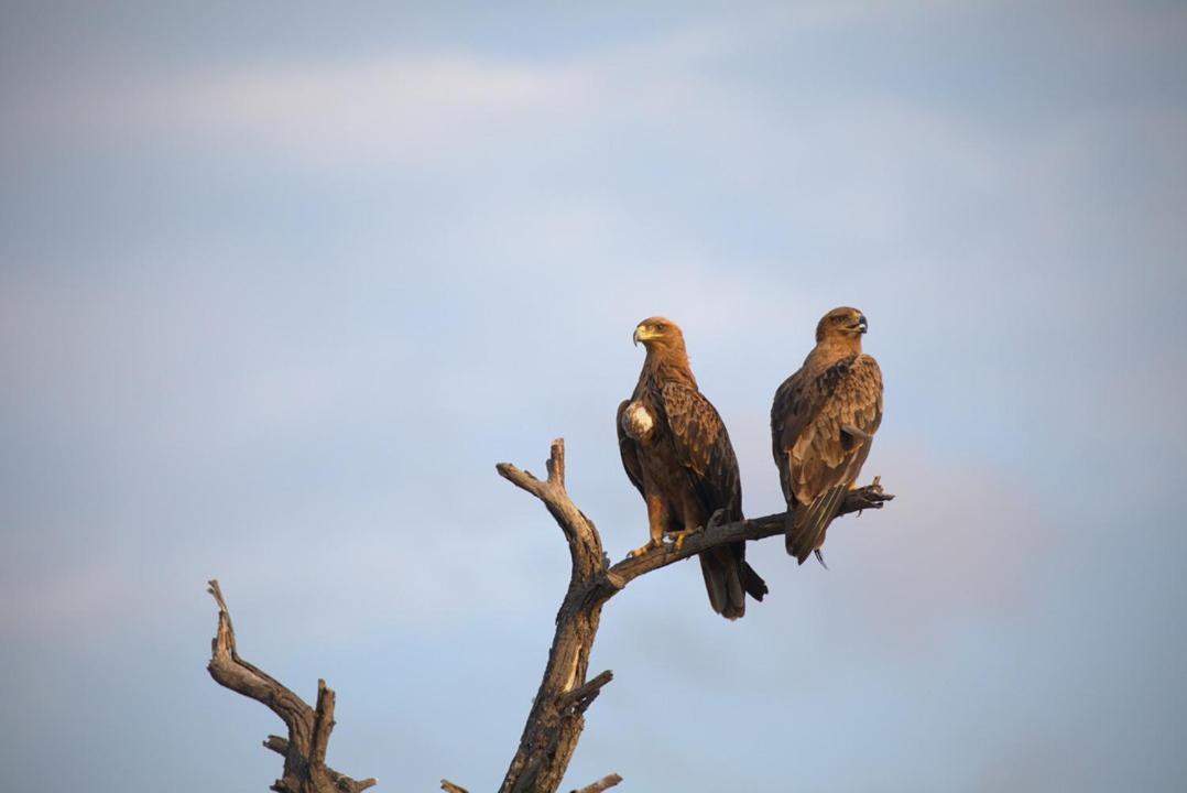 Imagine Africa Luxury Tented Camp Balule Game Reserve Bagian luar foto
