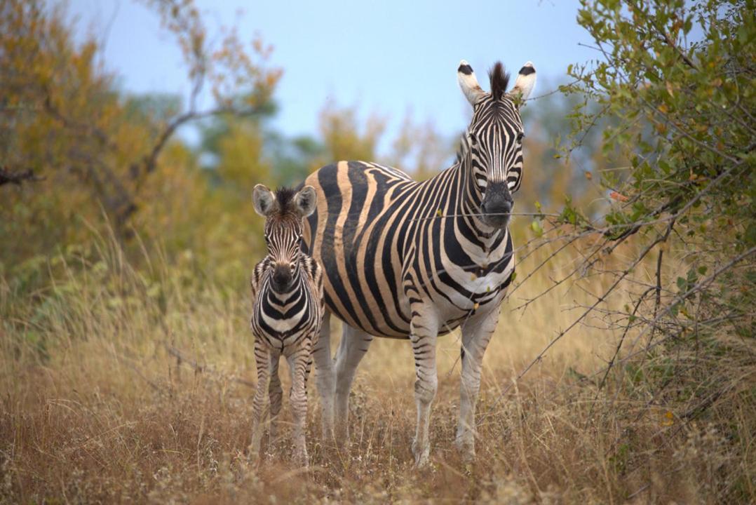 Imagine Africa Luxury Tented Camp Balule Game Reserve Bagian luar foto