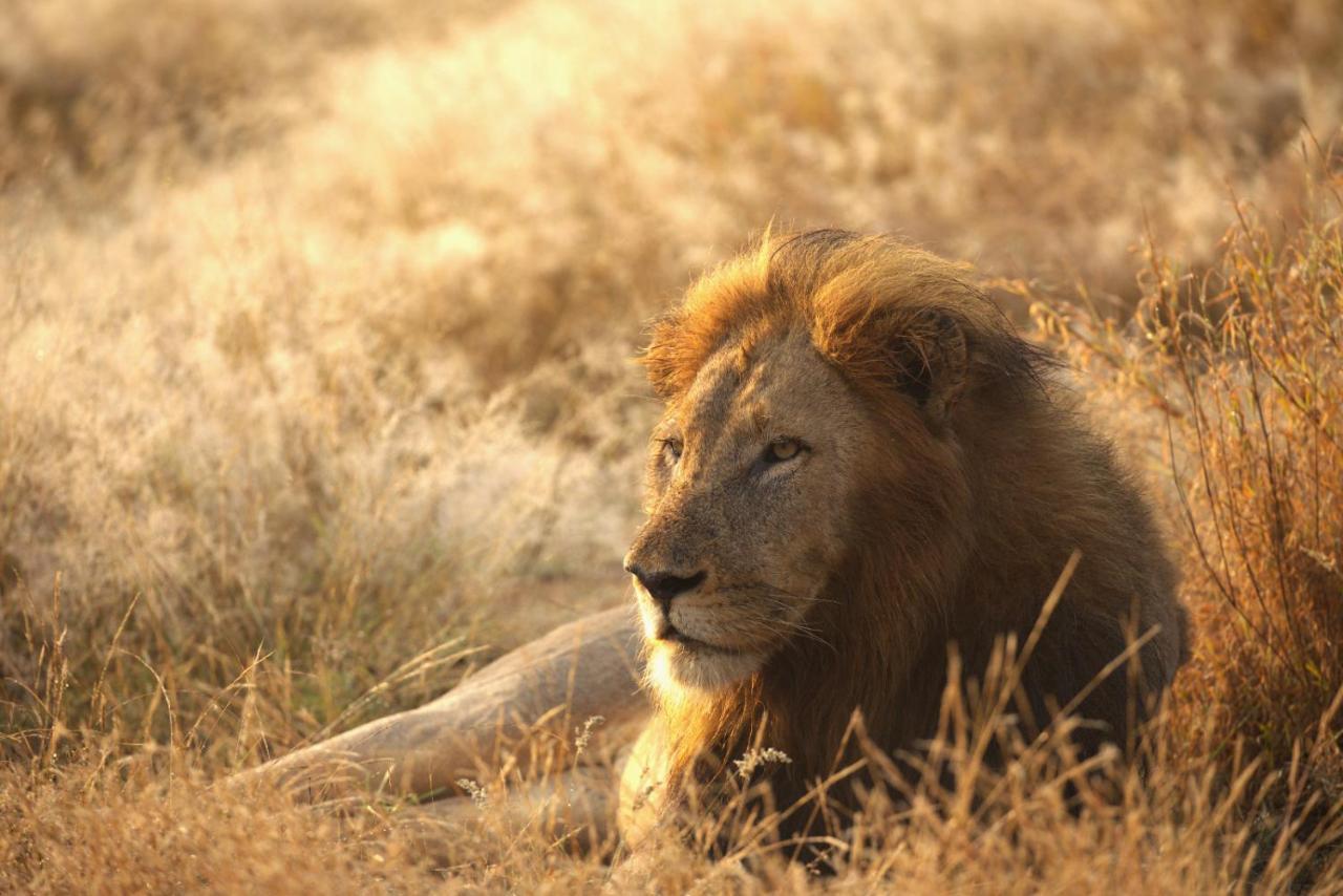 Imagine Africa Luxury Tented Camp Balule Game Reserve Bagian luar foto